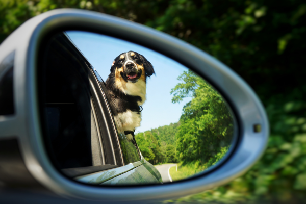 Can people with schizophrenia drive?