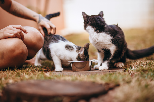 Can Cats Have Schizophrenia? 5 Scary Signs Vets Warn About