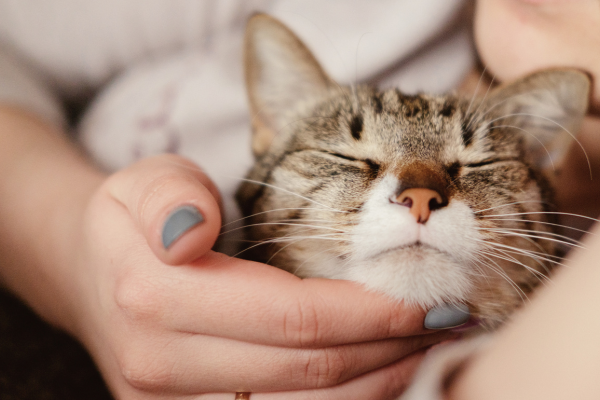 Can Cats Have Schizophrenia? 5 Scary Signs Vets Warn About