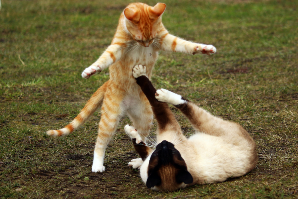 Can Cats Have Schizophrenia? 5 Scary Signs Vets Warn About