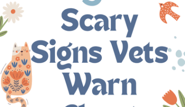 Can Cats Have Schizophrenia? 5 Scary Signs Vets Warn About